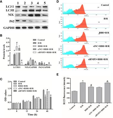 Berberine Protects Against Simulated Ischemia/Reperfusion Injury-Induced H9C2 Cardiomyocytes Apoptosis In Vitro and Myocardial Ischemia/Reperfusion-Induced Apoptosis In Vivo by Regulating the Mitophagy-Mediated HIF-1α/BNIP3 Pathway